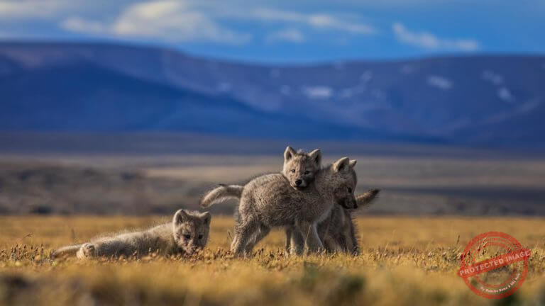 I217A2N_c7151d5a-f995-4562-a405-e78de0f0bc5e