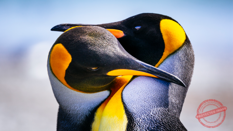 1.-King-penguin-pair