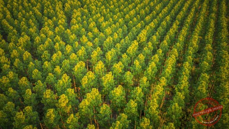 AndrewPeacock-PineForest