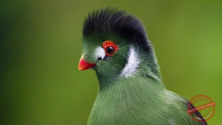 TimPolwden-GreenTuraco