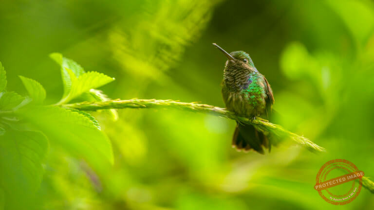 Hummingbird